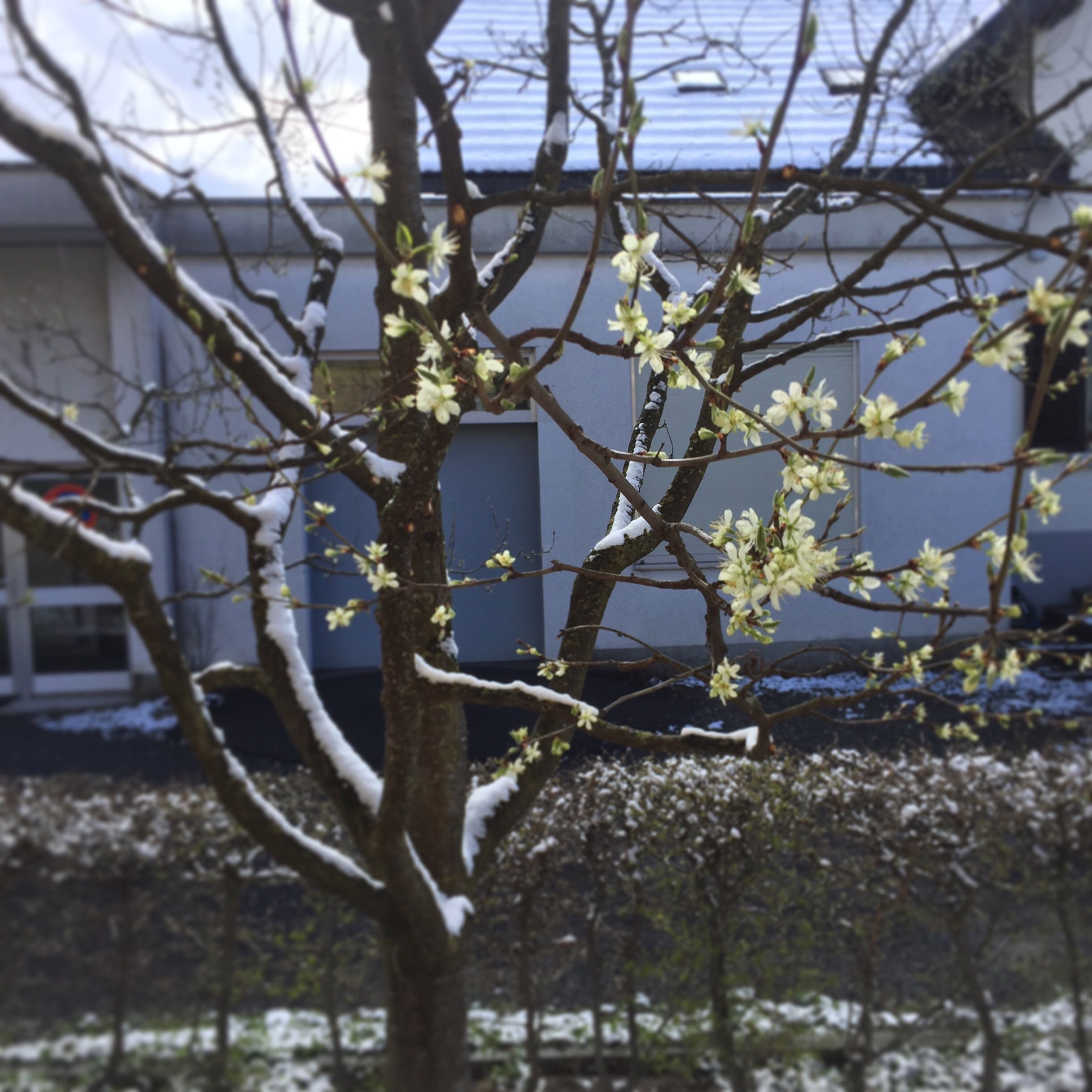 Schnee im April auf einem Zwetschkenbaum mit Blüten.
