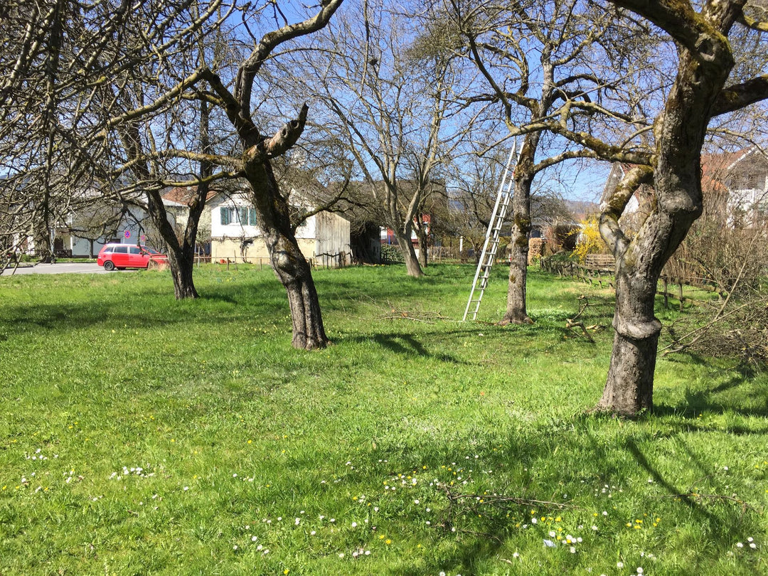 Alte Streuobstwiese auf denen die Bäume frisch geschnitten wurden damit sie im Sommer wieder gute Erträge liefern.